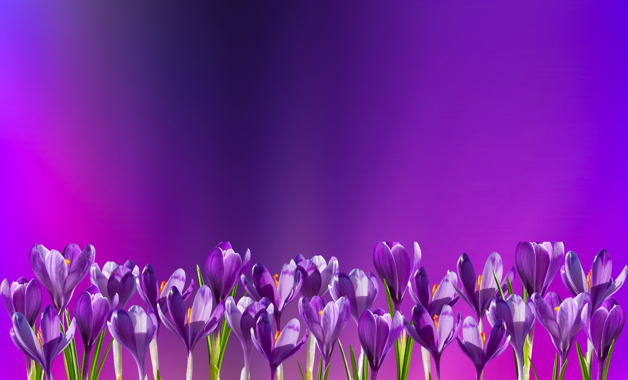 slider bg spring 2025